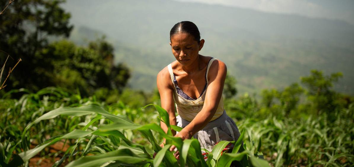 Fotografía: Celia Chen trabajando en la milpa. Por Claudio Vásquez Bianchi/We Effect